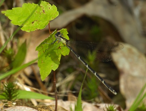 Female
2009_04_29_Chattooga